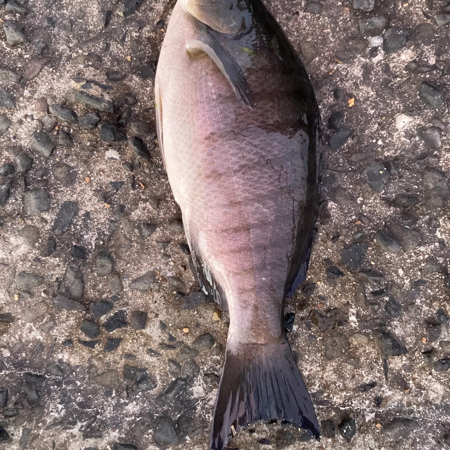 Luderick caught on Fishbrain