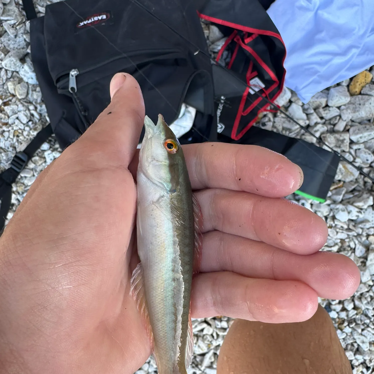 The most recent Ornate wrasse catches on Fishbrain