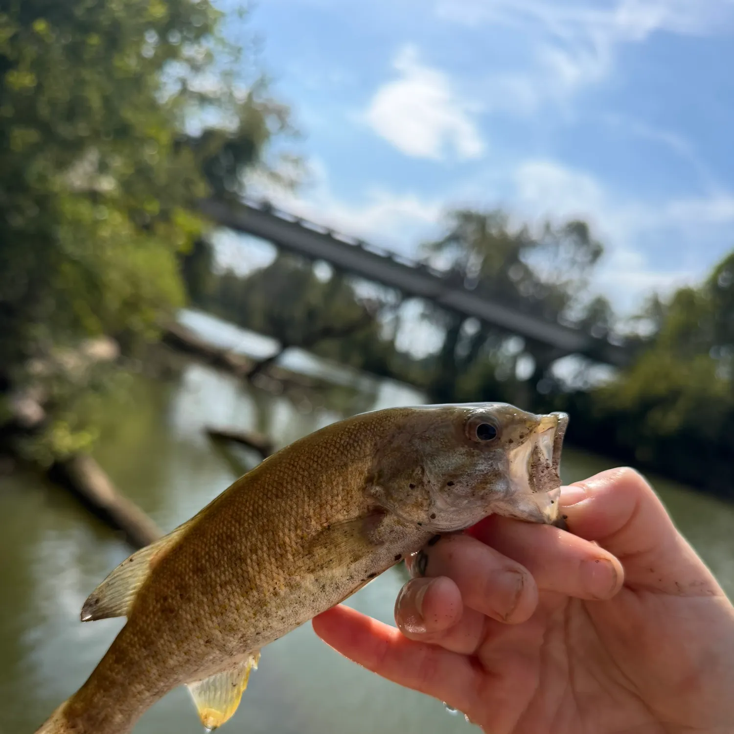 Smallmouth bass caught on Fishbrain
