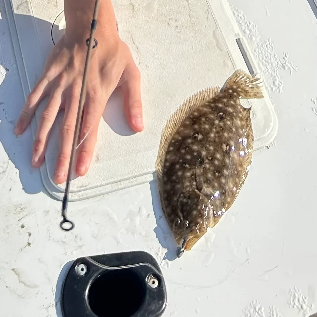 Largetooth flounder caught on Fishbrain