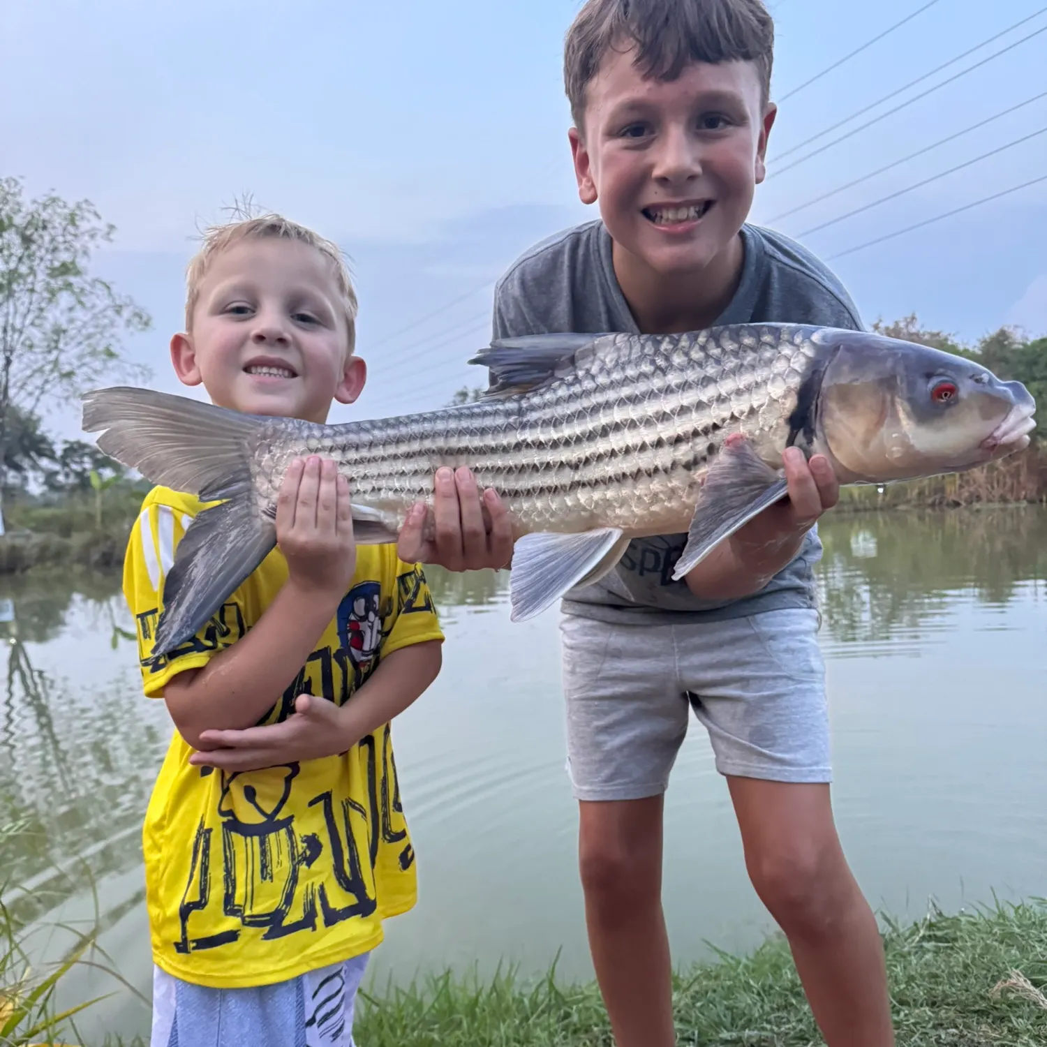 The most recent Julian's golden carp catches on Fishbrain