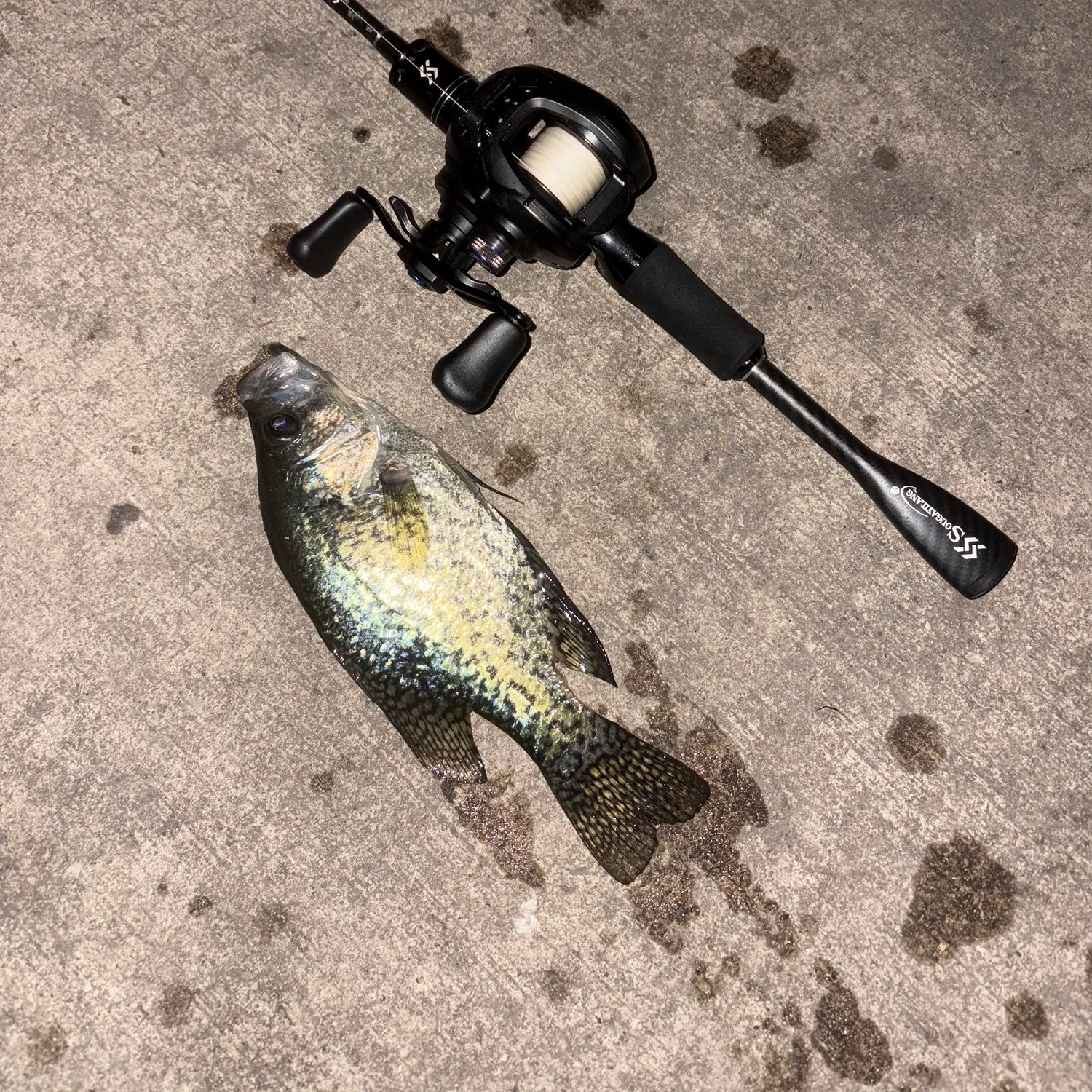 Black crappie caught on Fishbrain