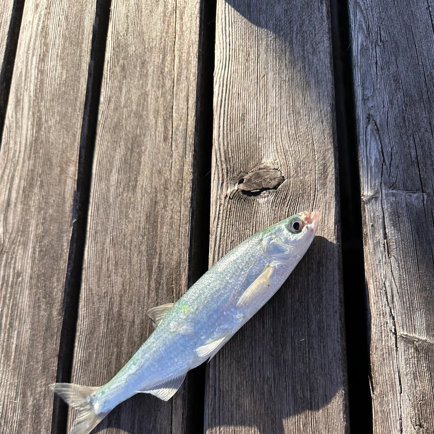 The most recent Round whitefish catches on Fishbrain