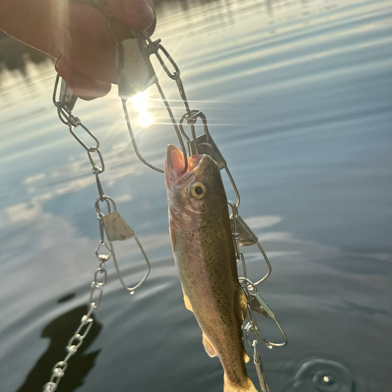 Rainbow trout caught on Fishbrain