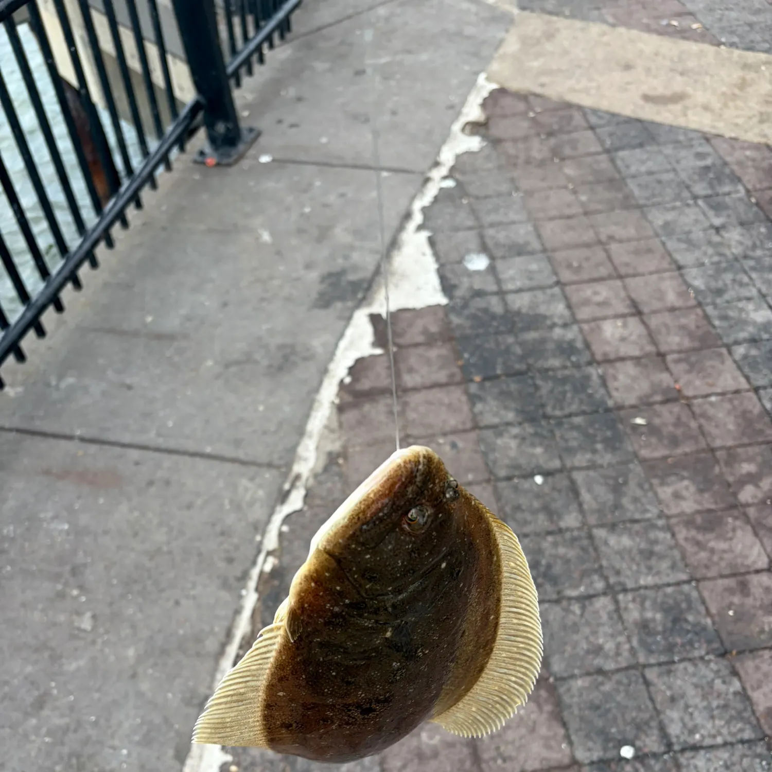 Summer flounder caught on Fishbrain