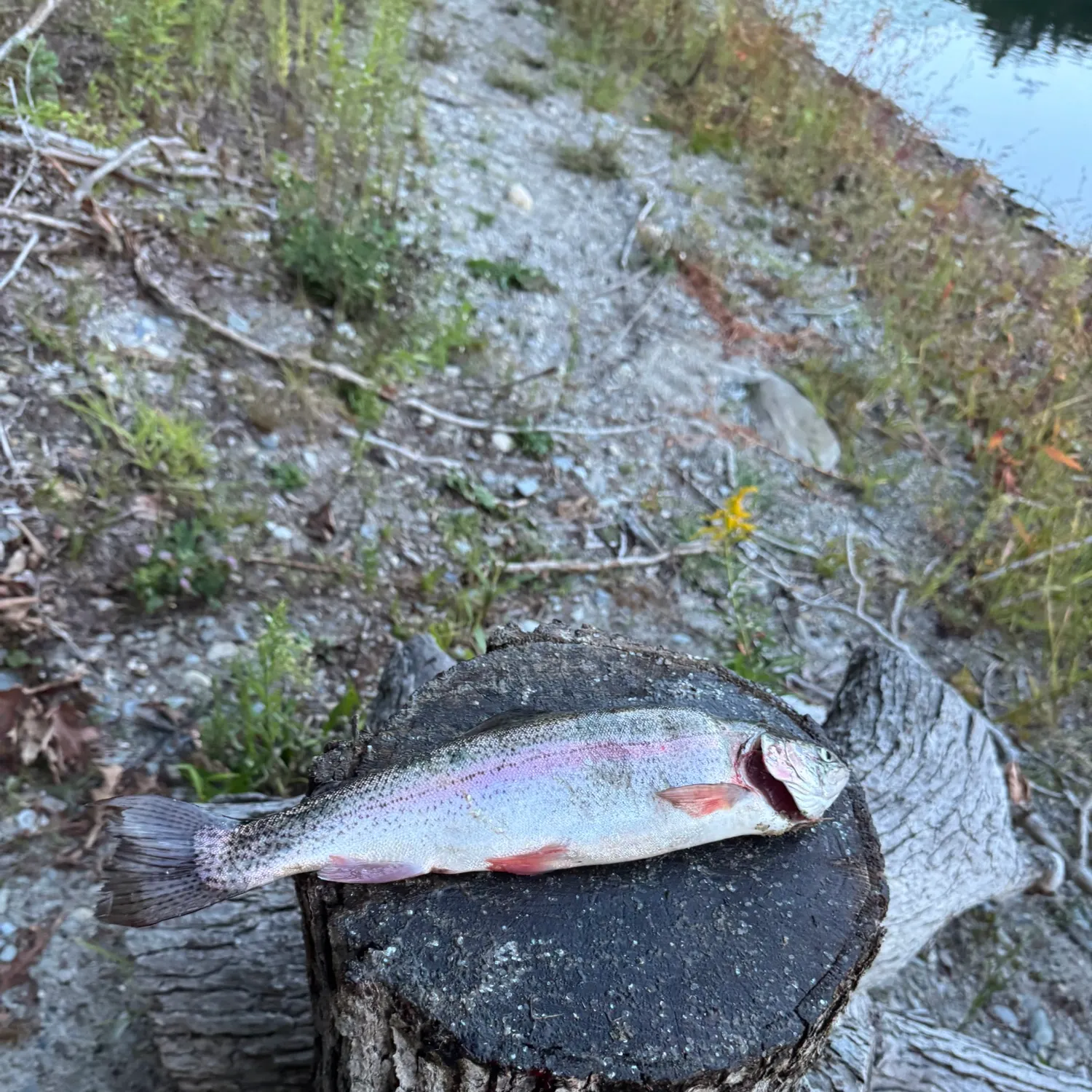Rainbow trout caught on Fishbrain