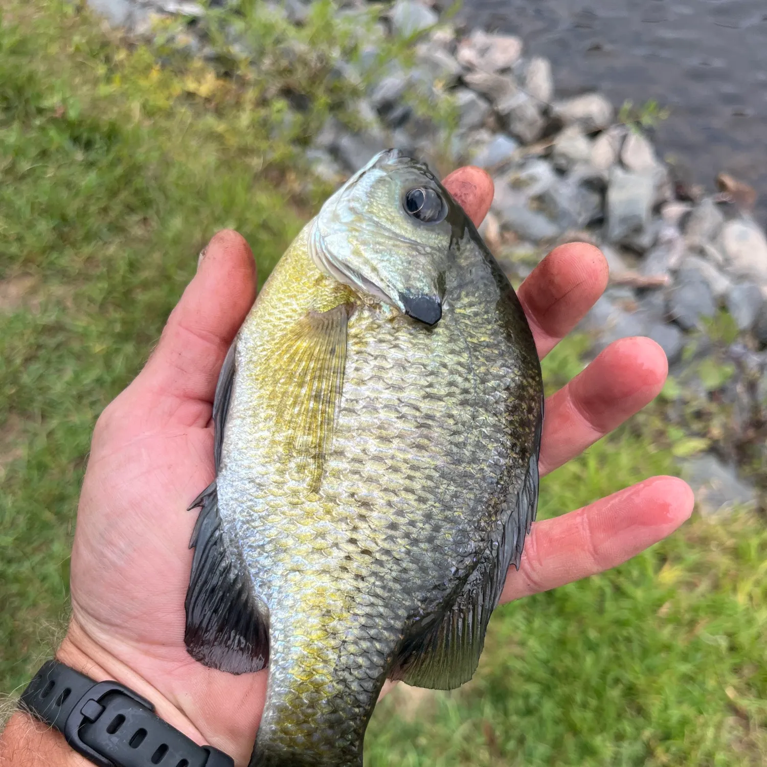 Bluegill caught on Fishbrain