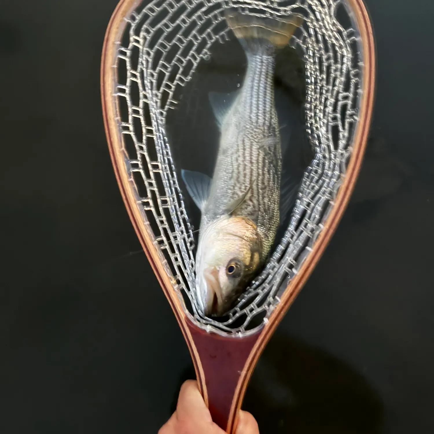 Striped bass caught on Fishbrain