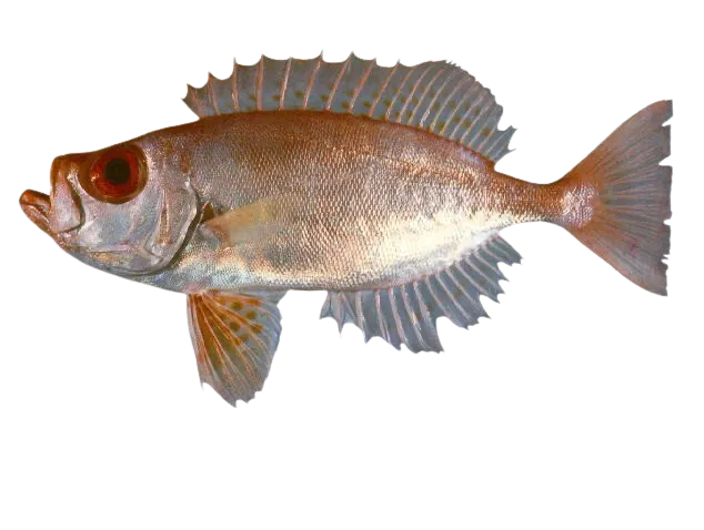Red bigeye