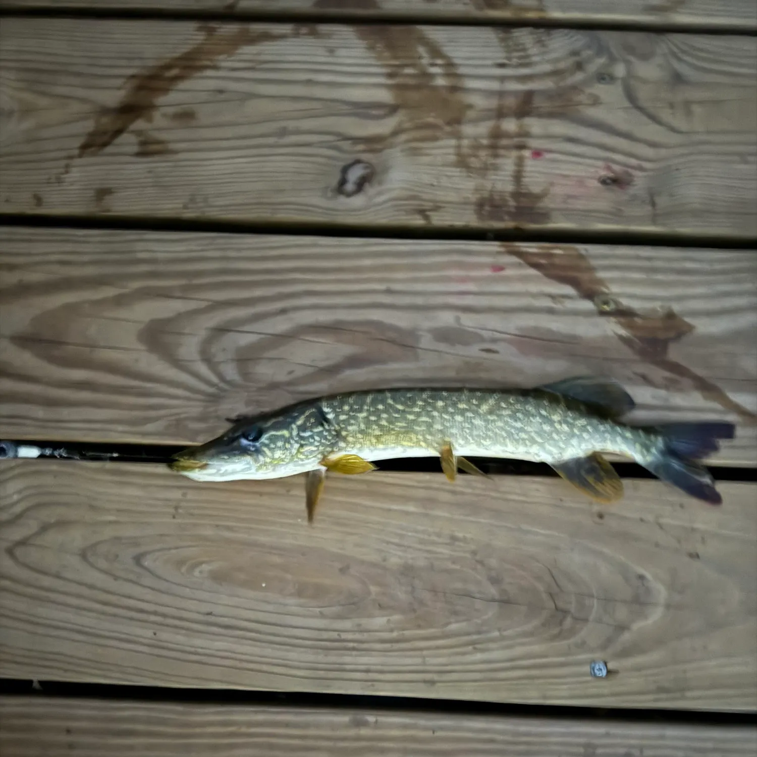 Northern pike caught on Fishbrain