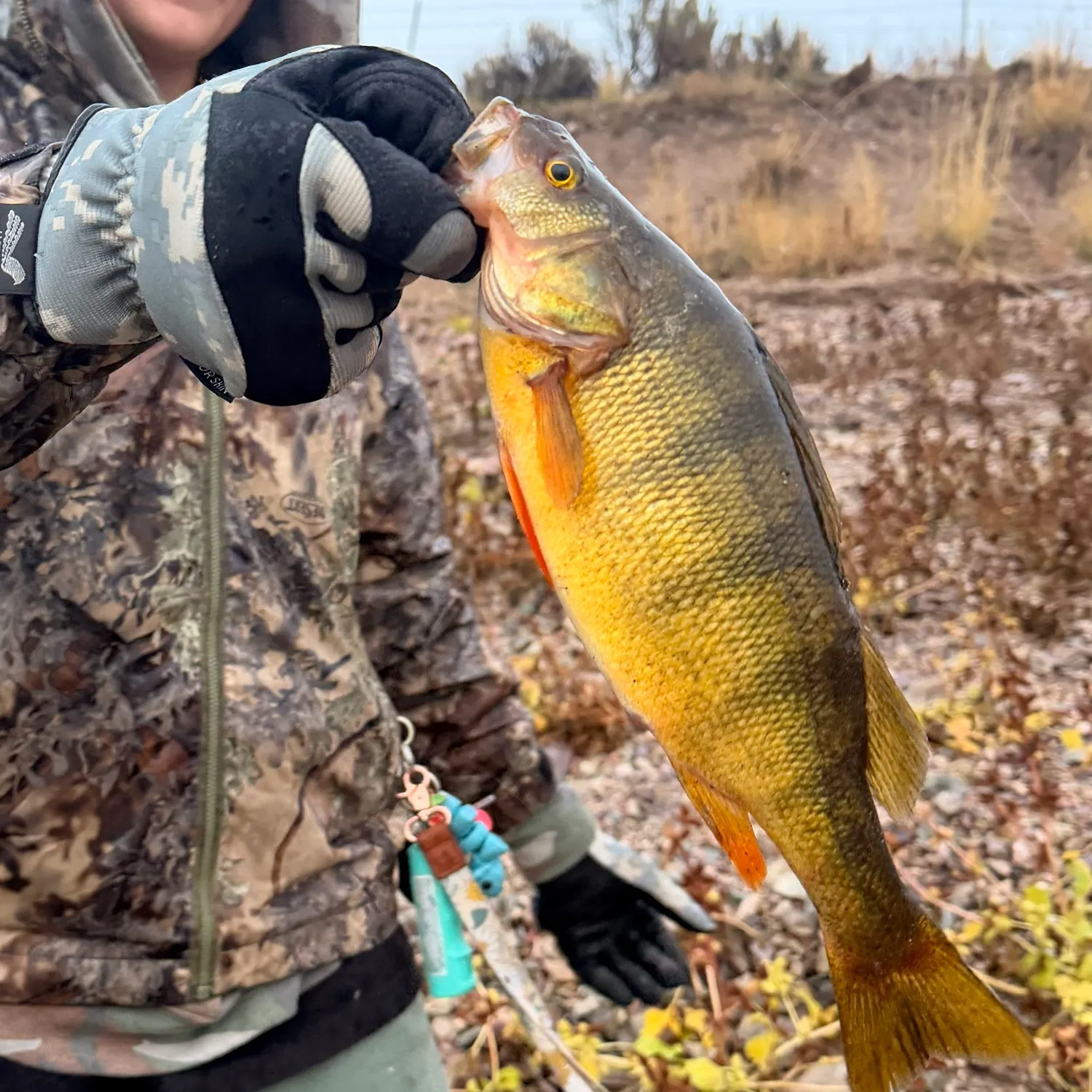 Yellow perch caught on Fishbrain