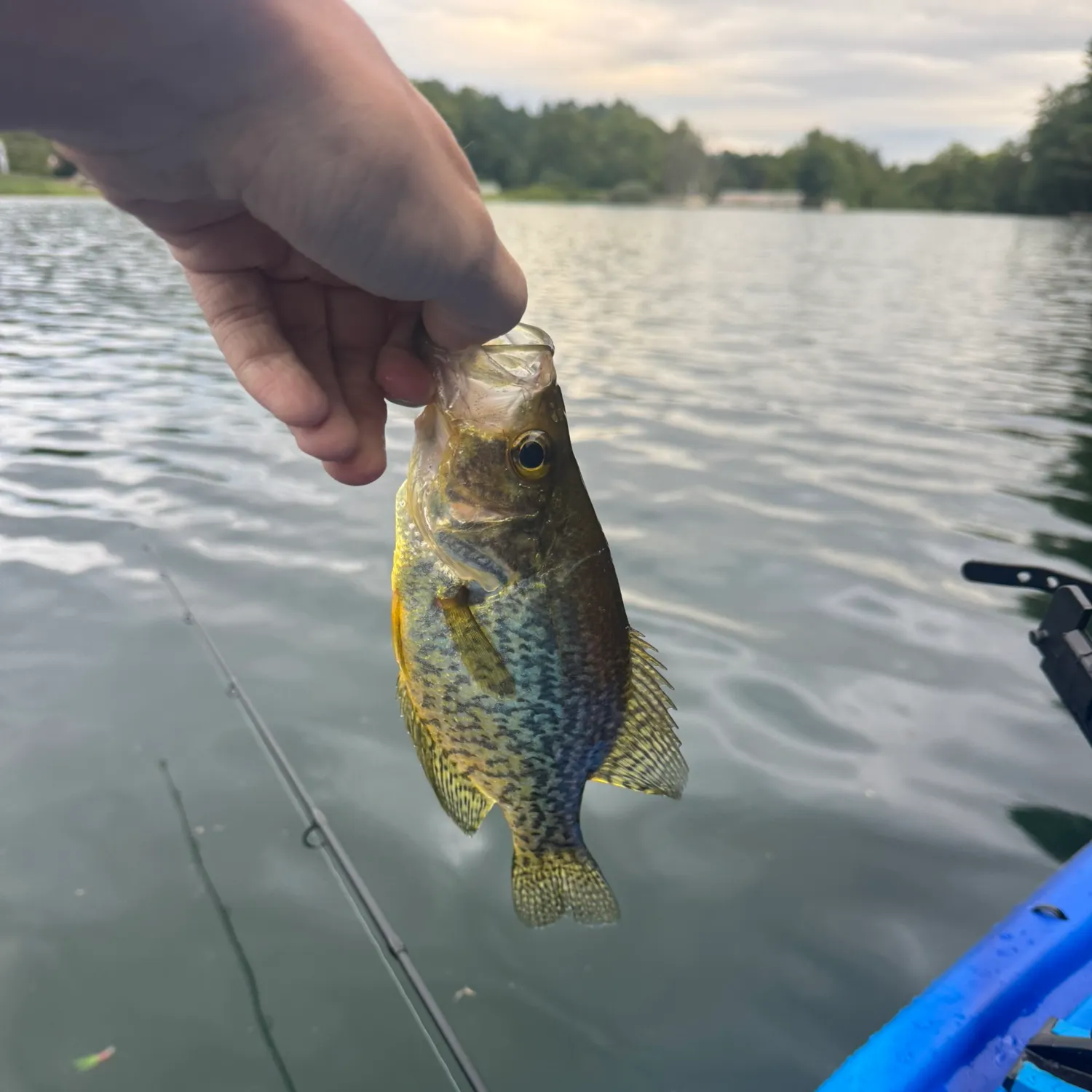 Black crappie caught on Fishbrain