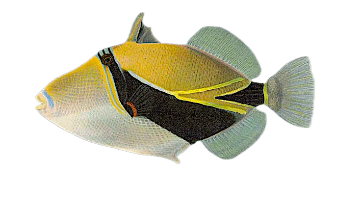 Wedge-tail triggerfish