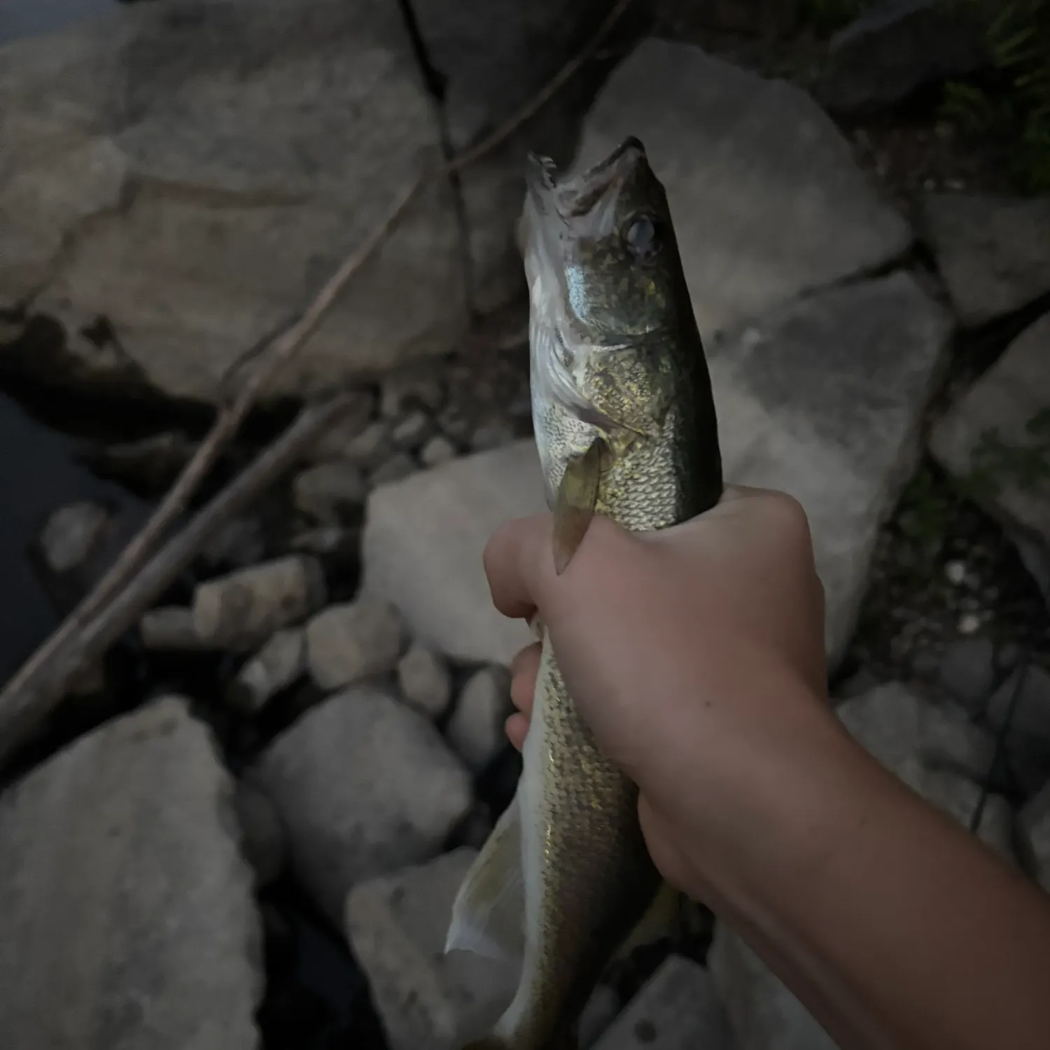 Walleye caught on Fishbrain