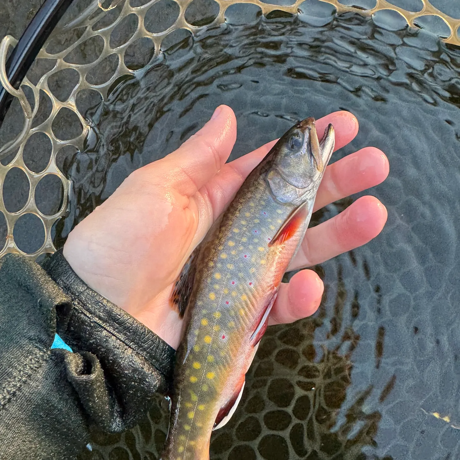 Brook trout caught on Fishbrain