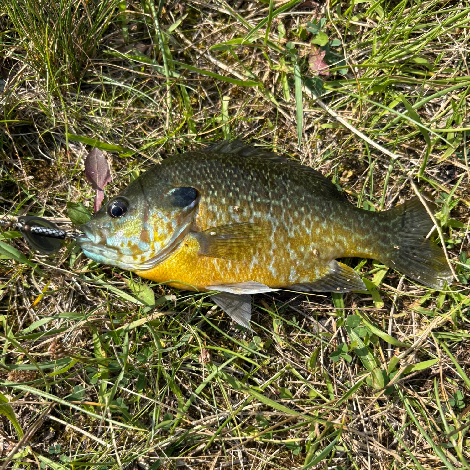 Greengill hybrid caught on Fishbrain