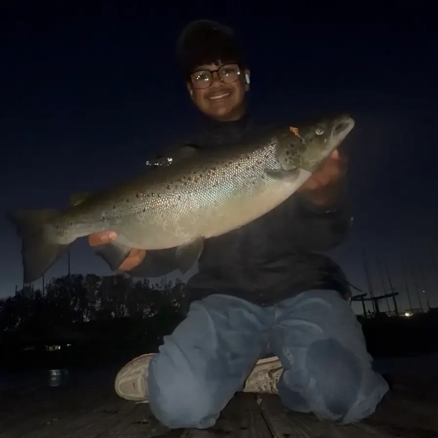 Landlocked atlantic salmon caught on Fishbrain