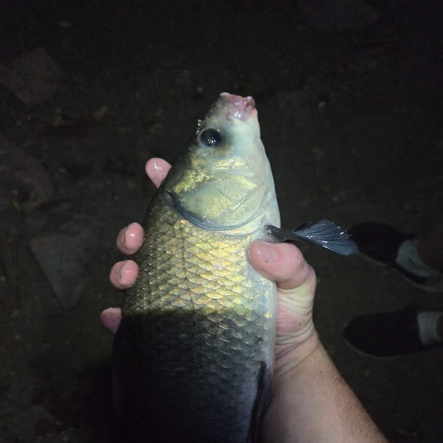 The most recent Bigmouth buffalo catches on Fishbrain