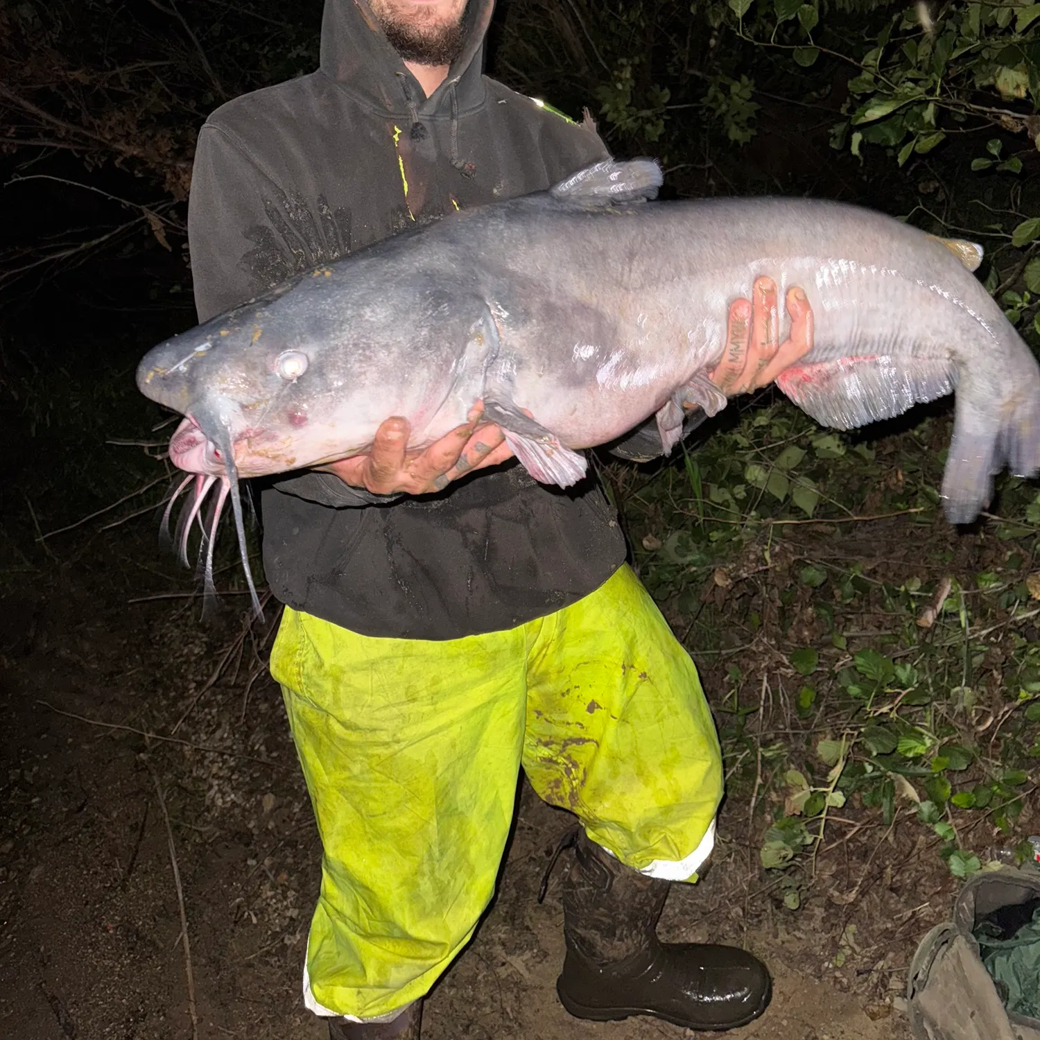 Blue catfish caught on Fishbrain