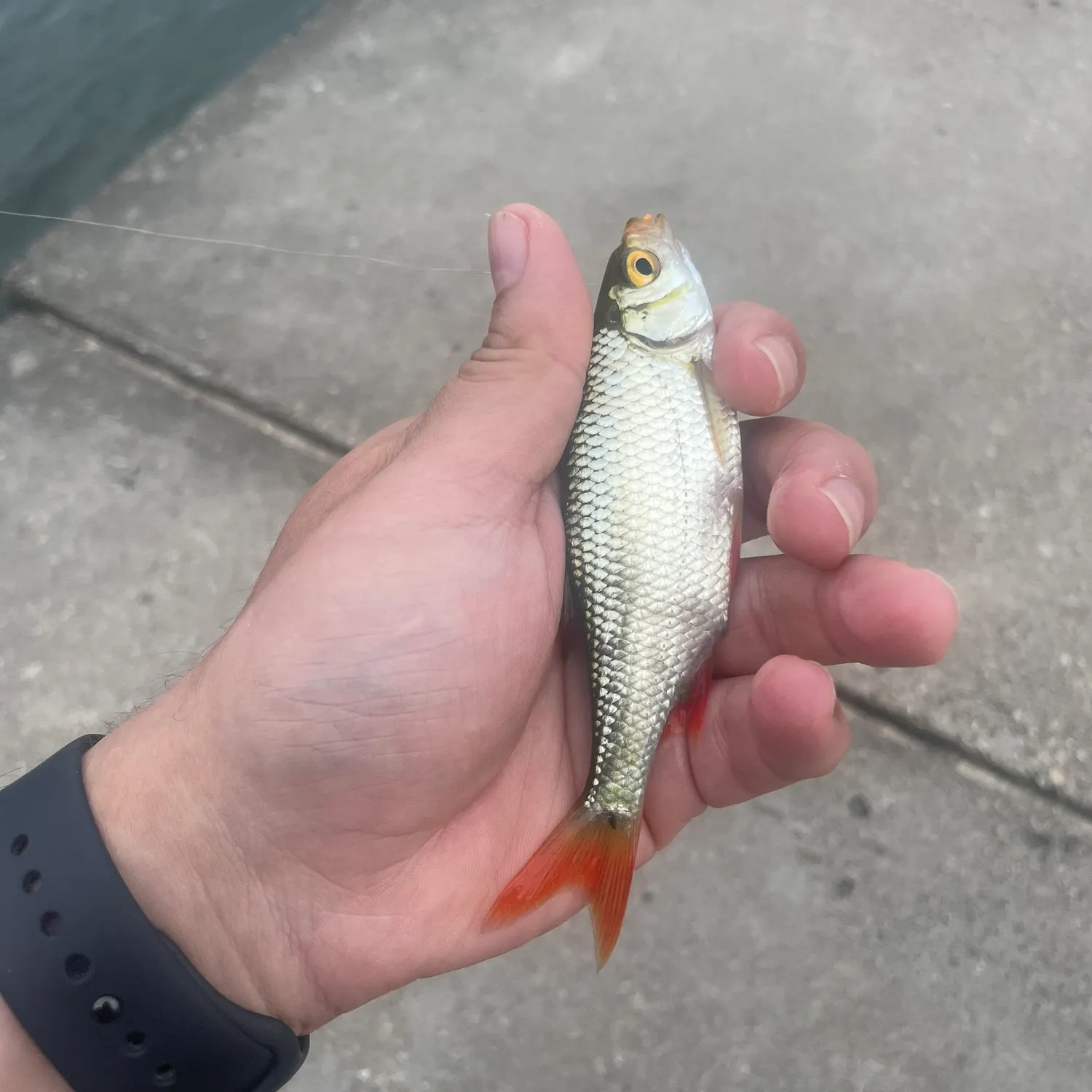 catch