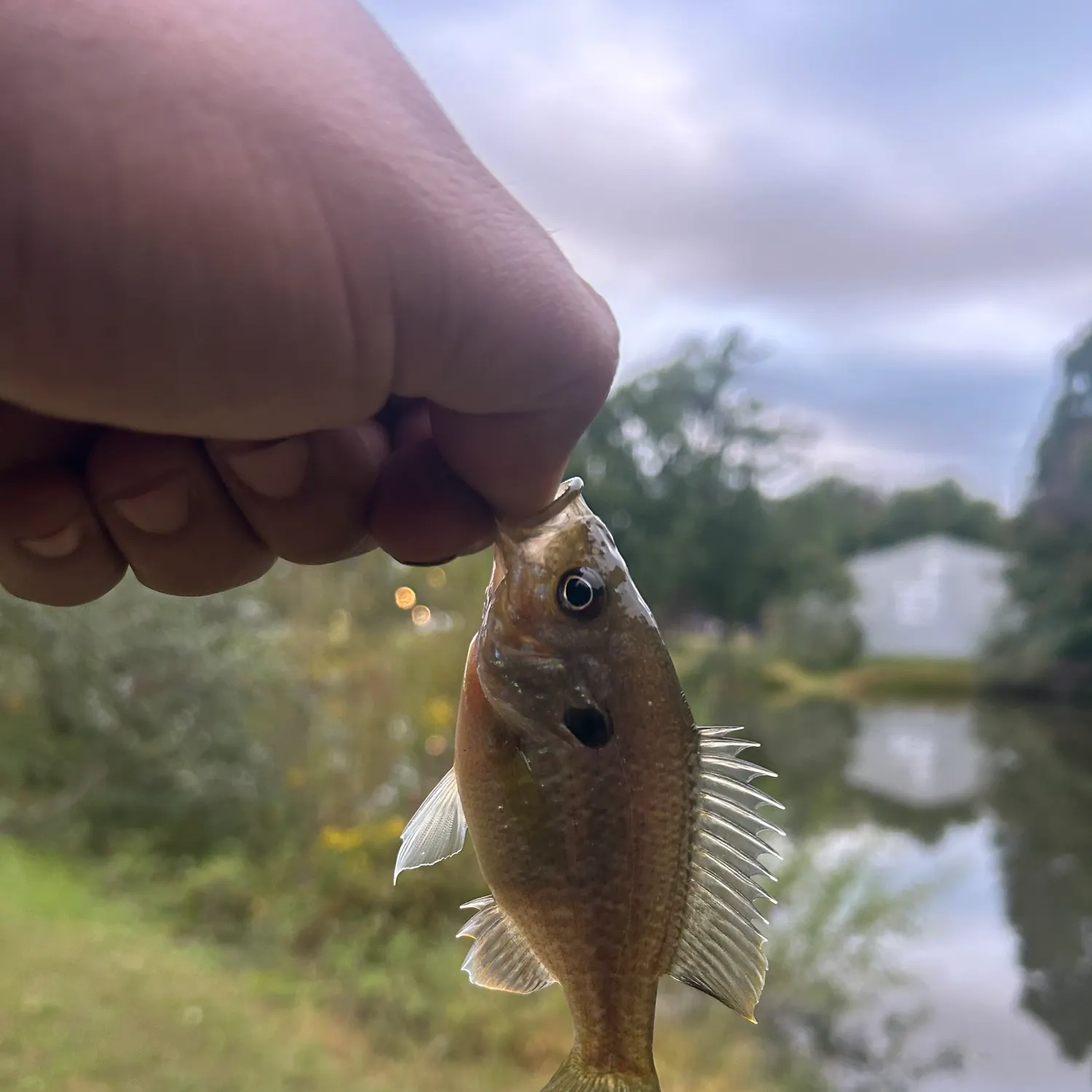 Green sunfish caught on Fishbrain