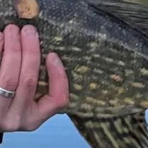 Northern pike caught on Fishbrain