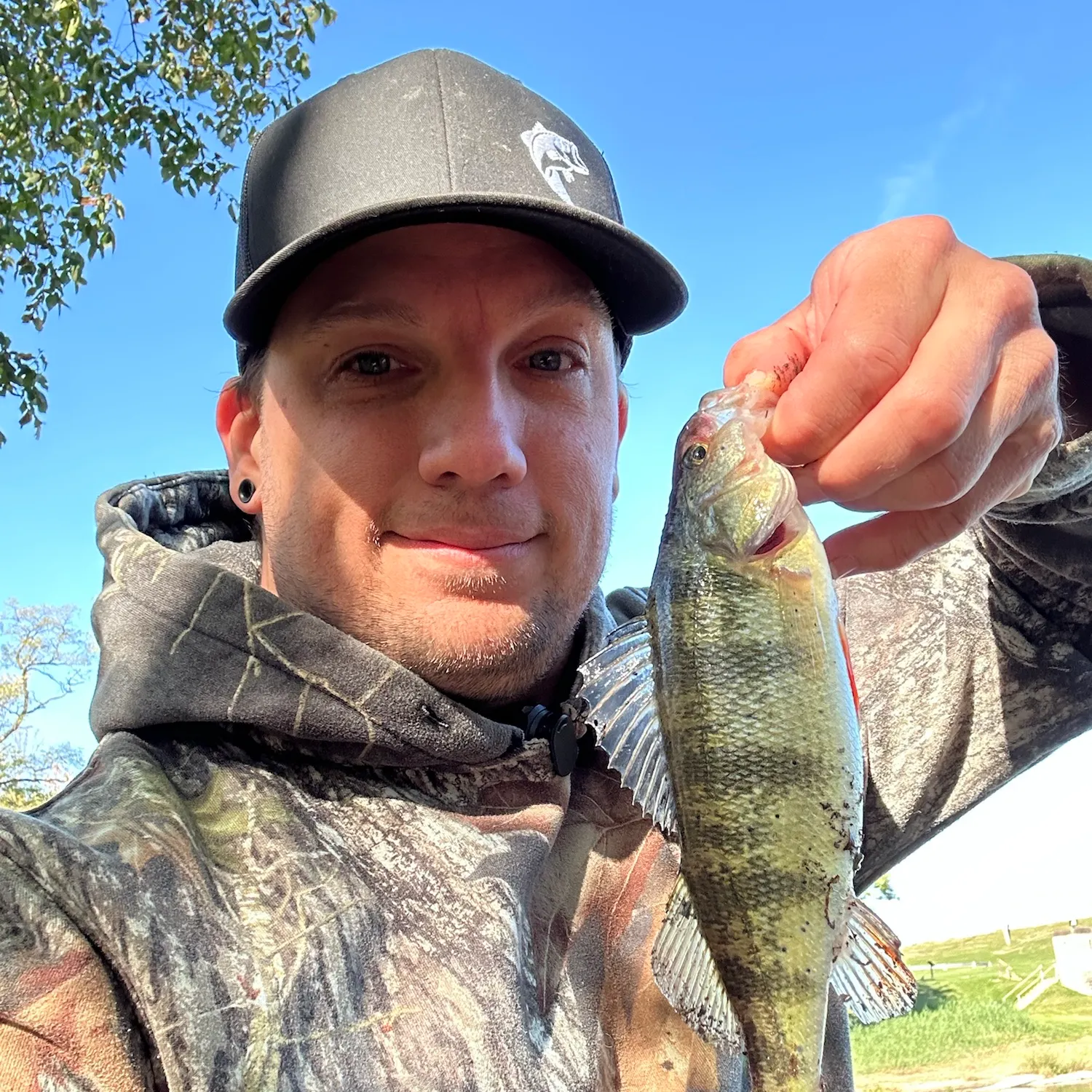Yellow perch caught on Fishbrain
