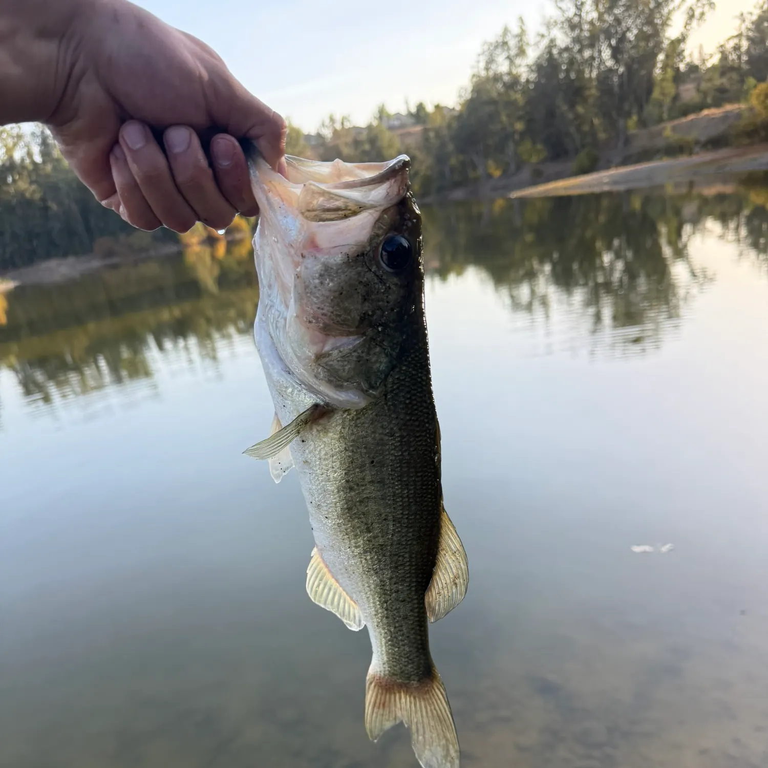 Fish caught on Fishbrain