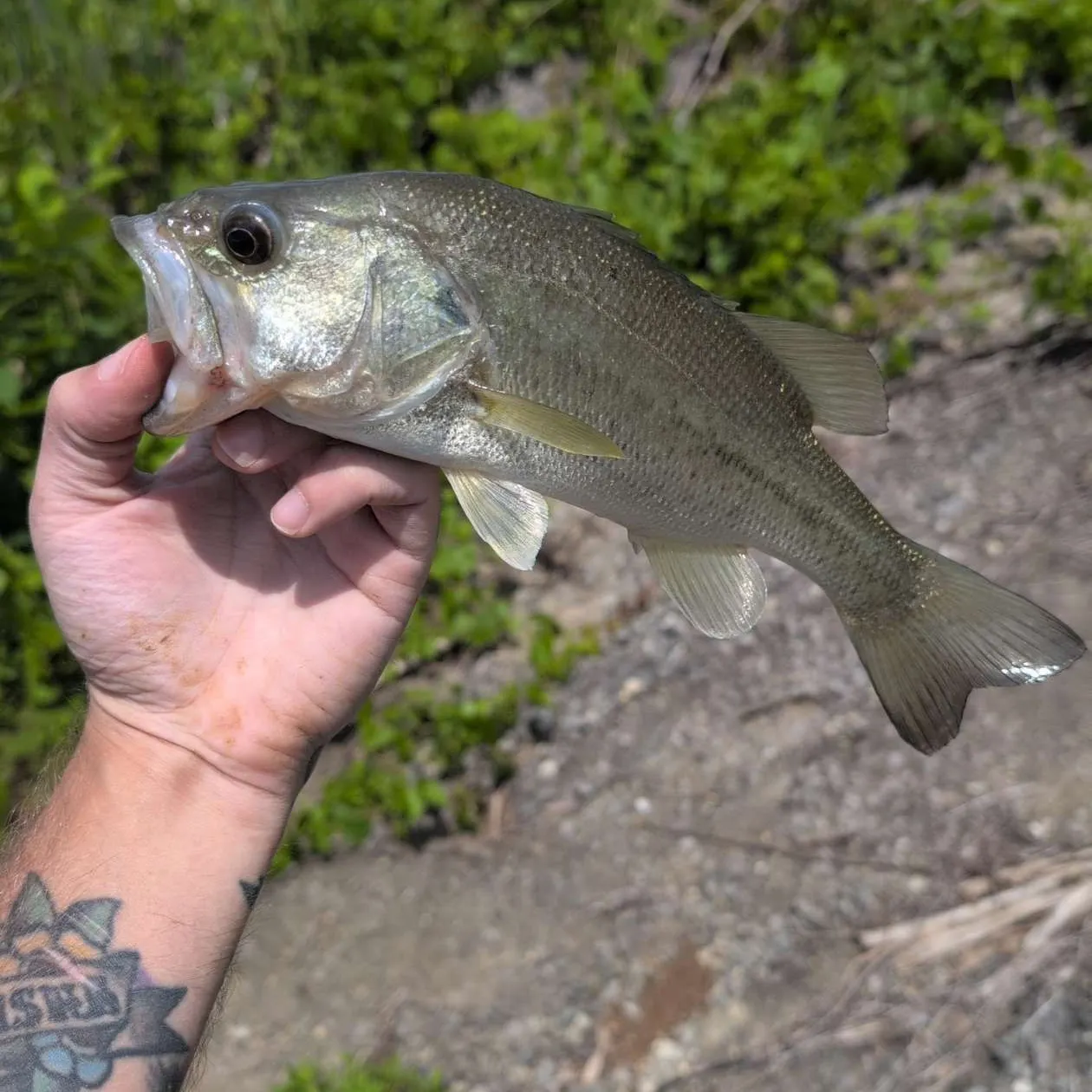 angler catch
