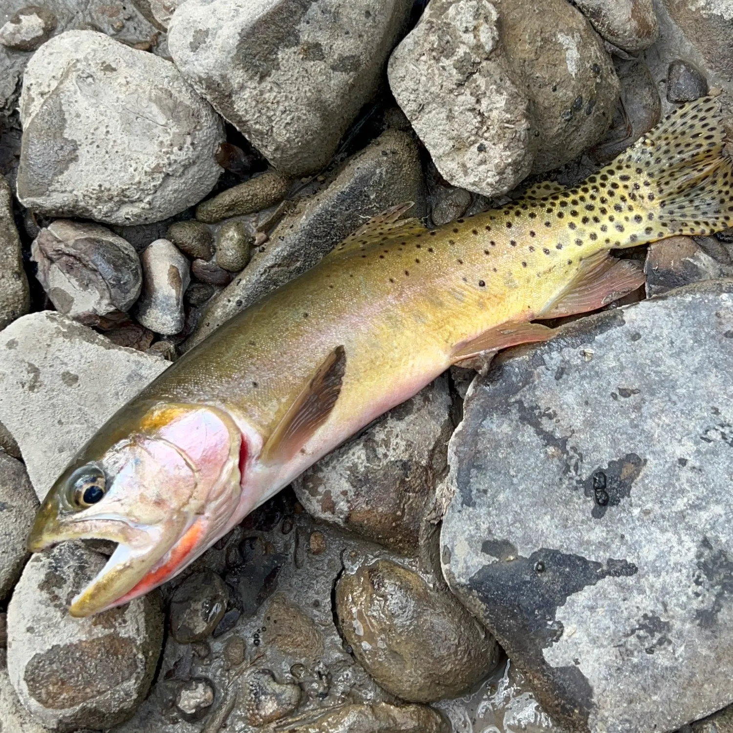 Colorado river cutthroat trout caught on Fishbrain