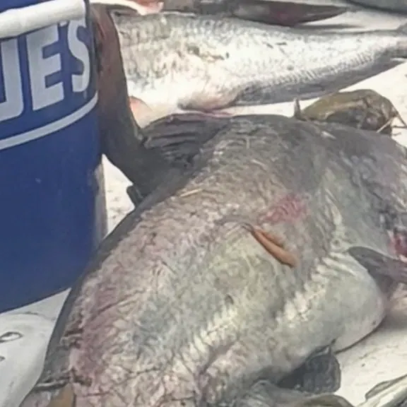 Channel catfish caught on Fishbrain