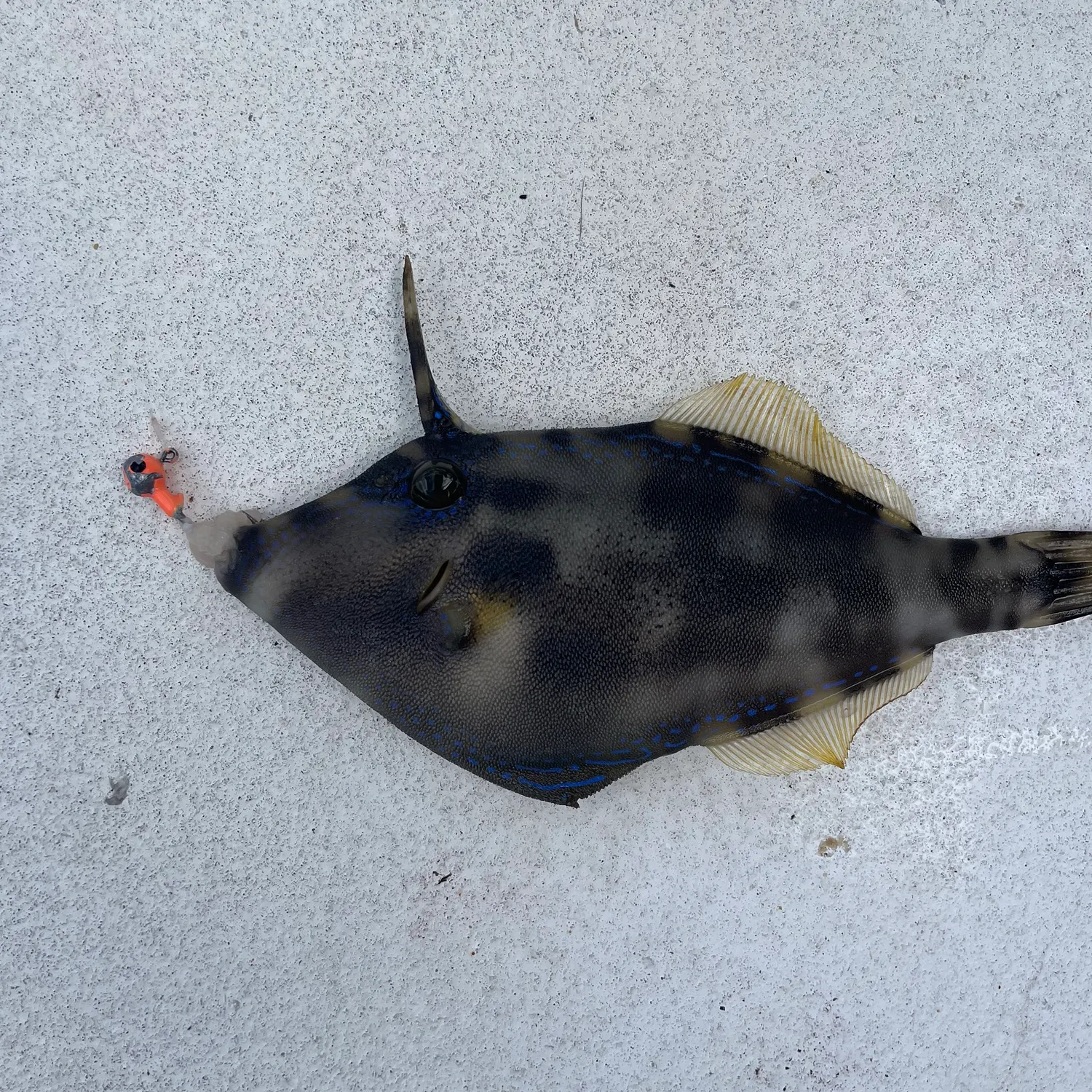 The most recent Fan-bellied leatherjacket catches on Fishbrain