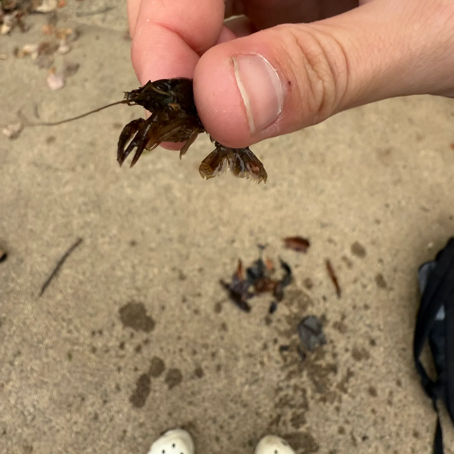 The most recent Northern clearwater crayfish catches on Fishbrain