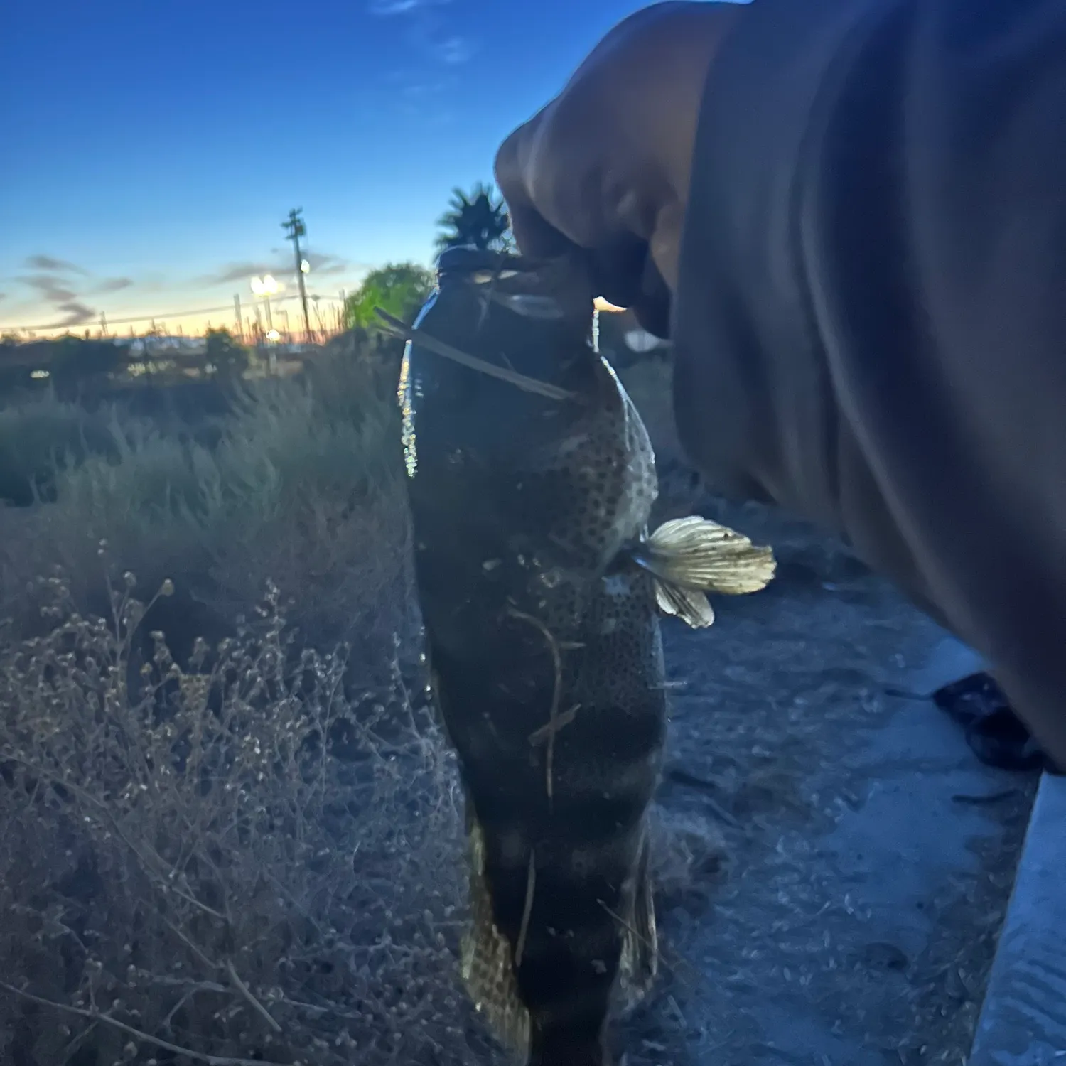 Spotted sand bass caught on Fishbrain