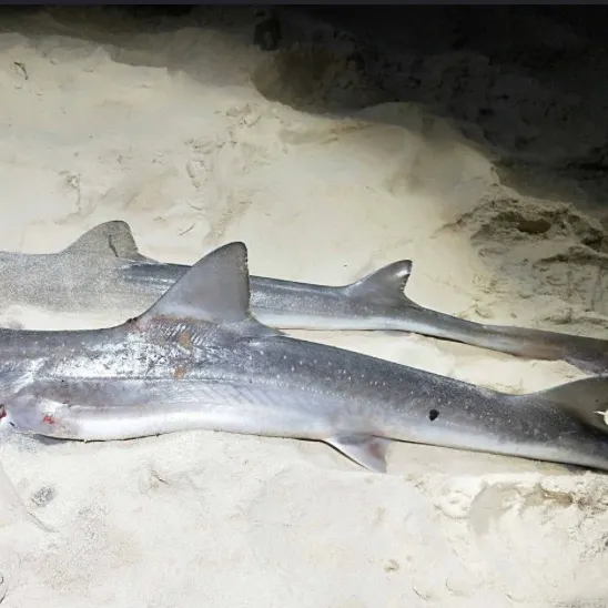 The most recent Gummy shark catches on Fishbrain