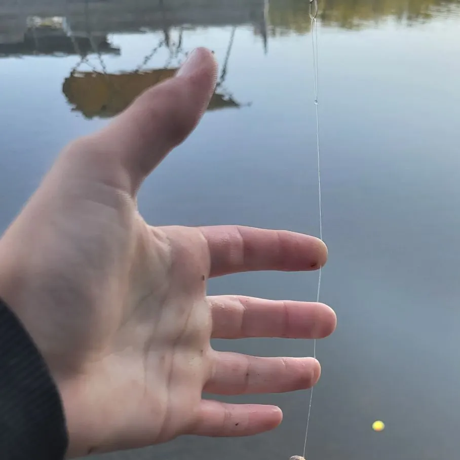 Yellow perch caught on Fishbrain