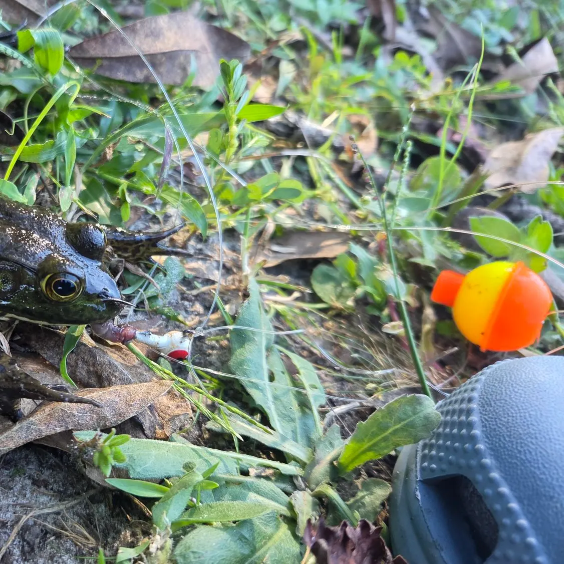 The most recent American bullfrog catches on Fishbrain