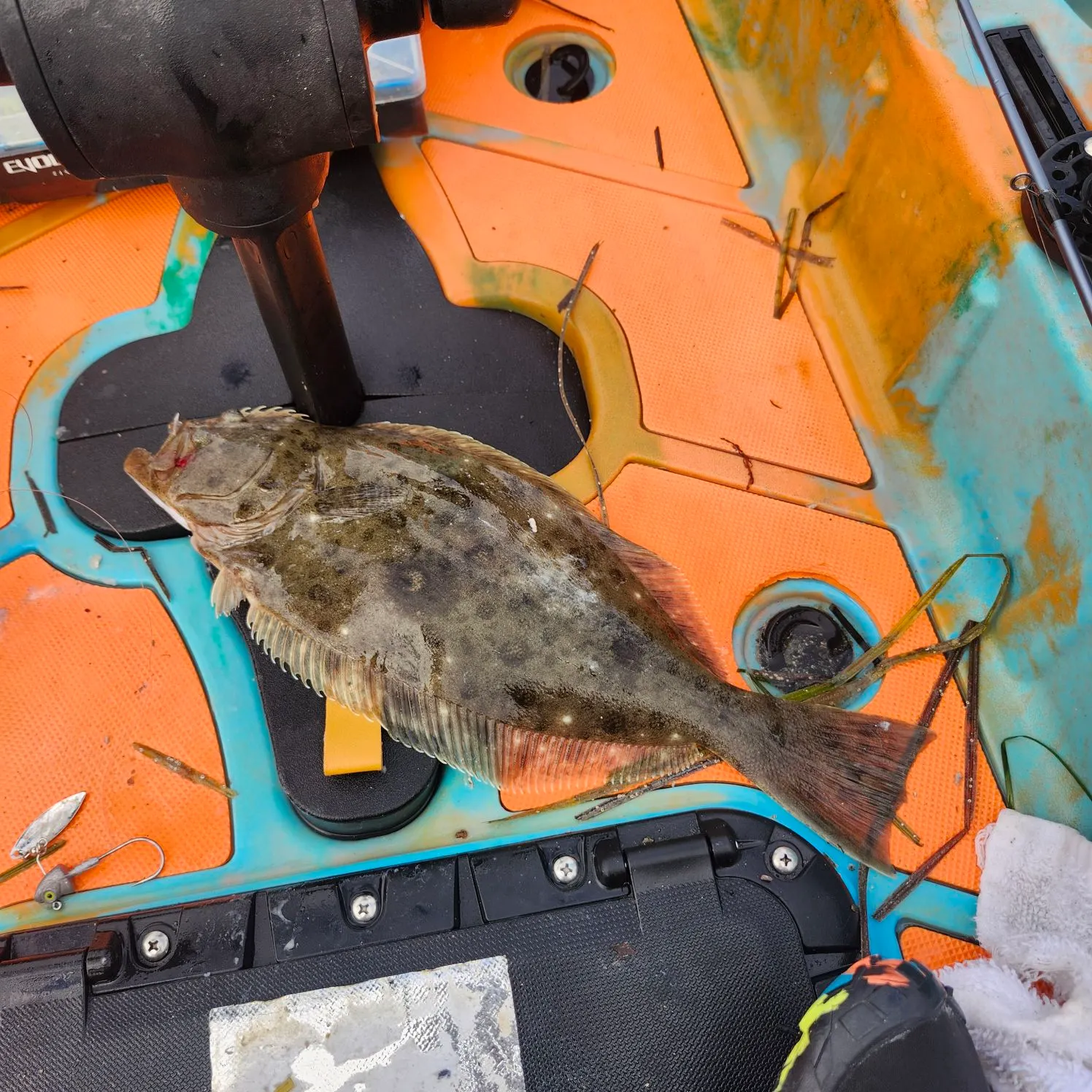 The most recent California halibut catches on Fishbrain