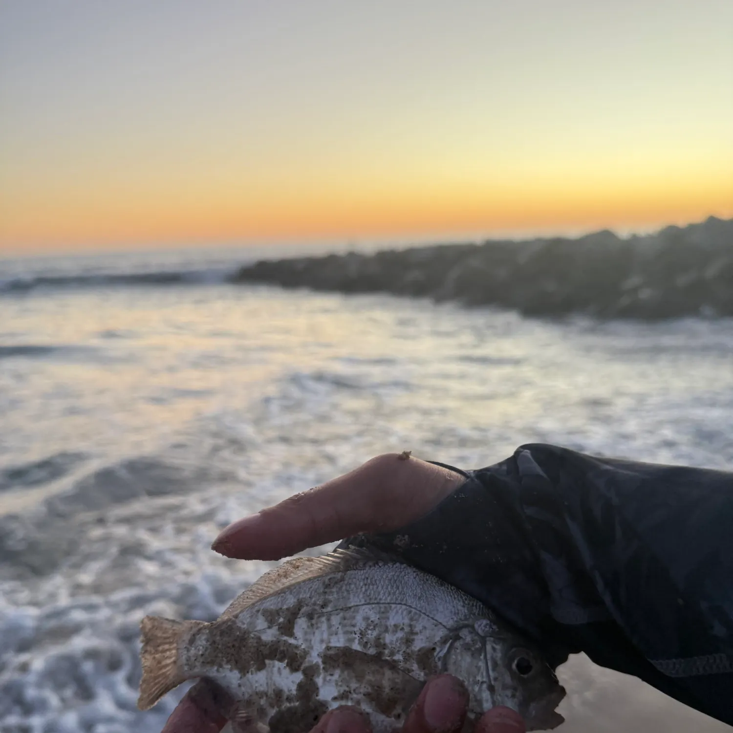 Barred surfperch caught on Fishbrain