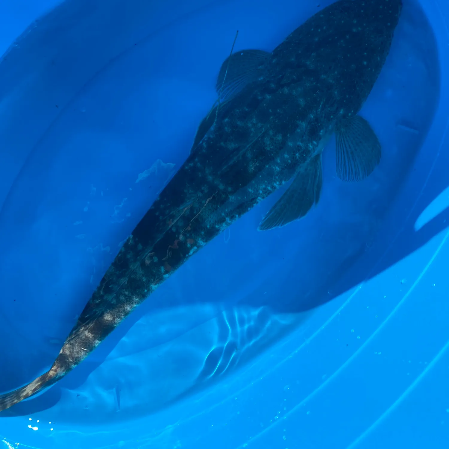 The most recent Dusky flathead catches on Fishbrain