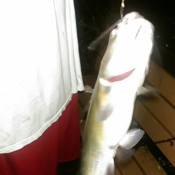 angler catch
