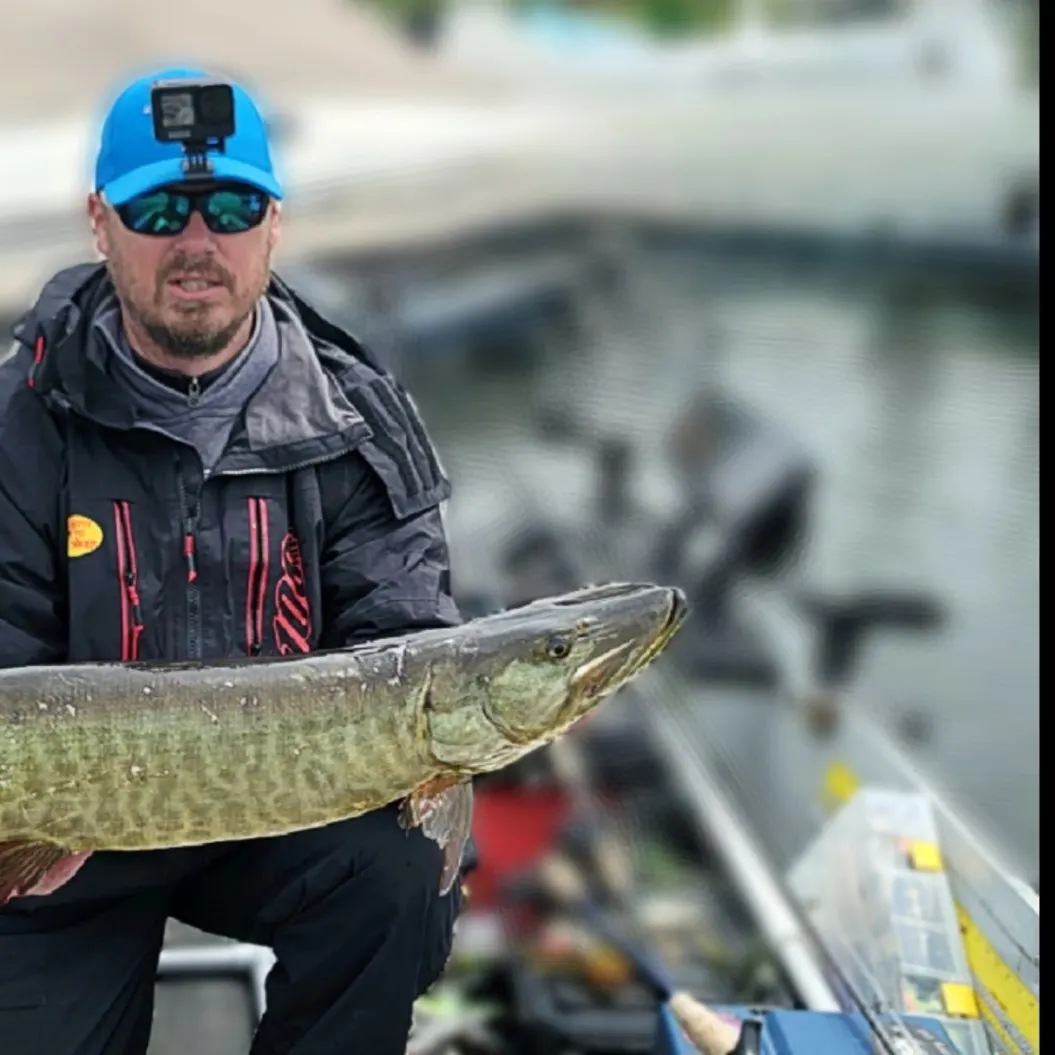 Muskie caught on Fishbrain