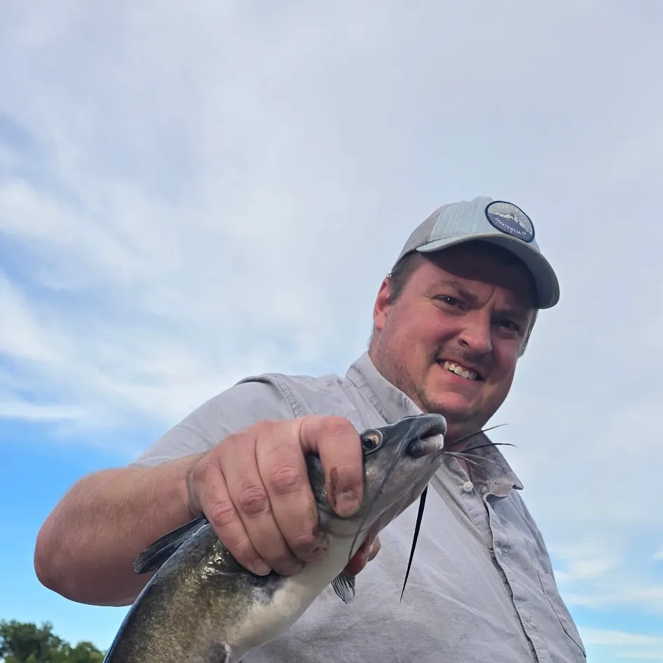 Blue catfish caught on Fishbrain
