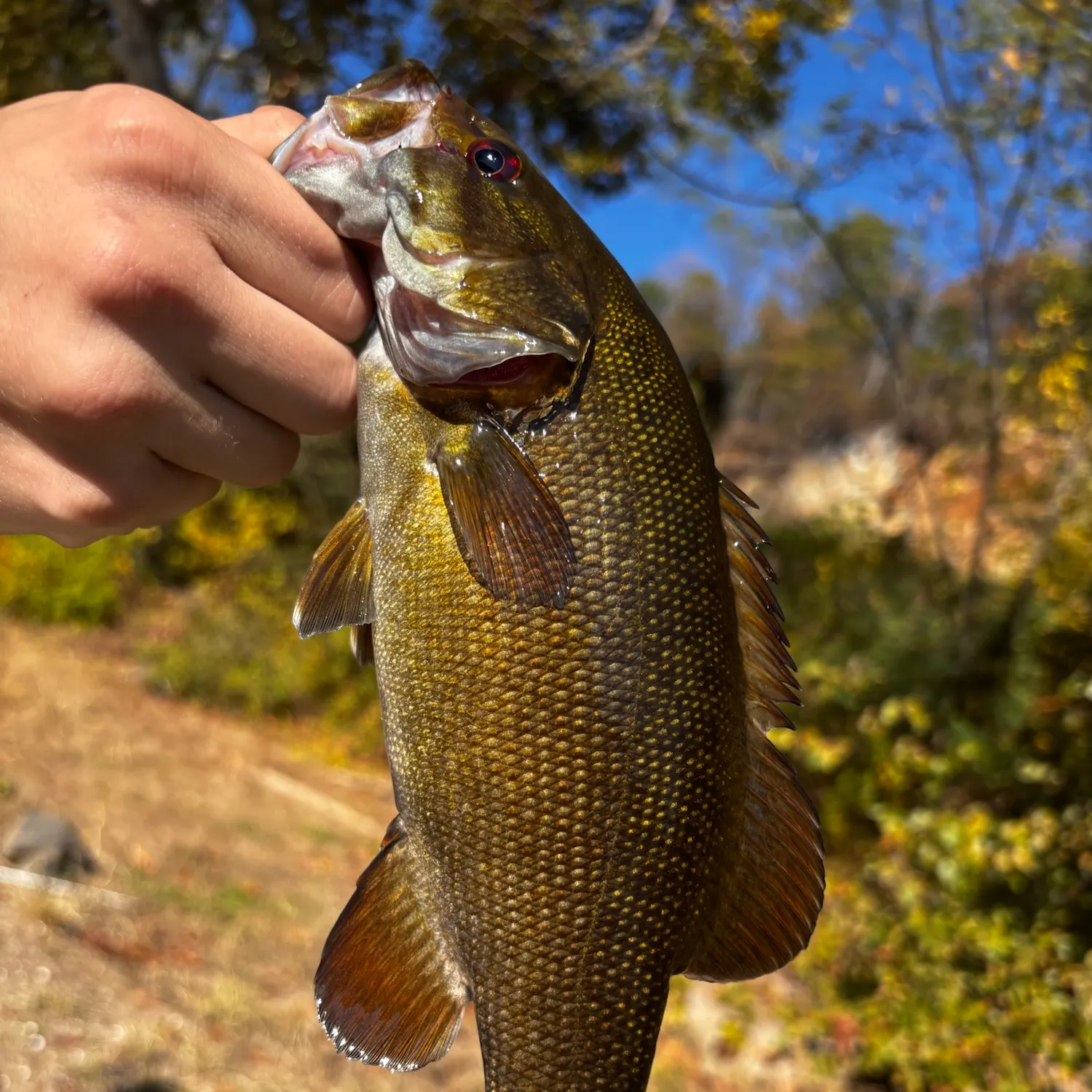 Smallmouth bass caught on Fishbrain