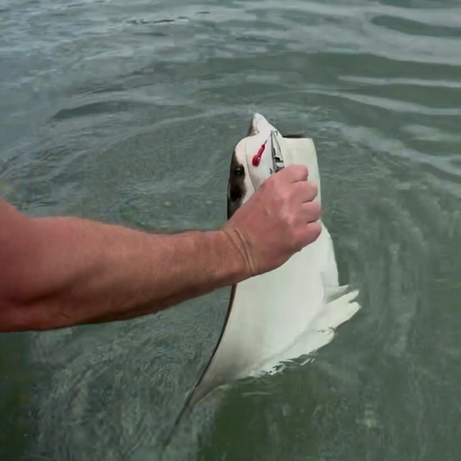 The most recent Sharpnose stingray catches on Fishbrain