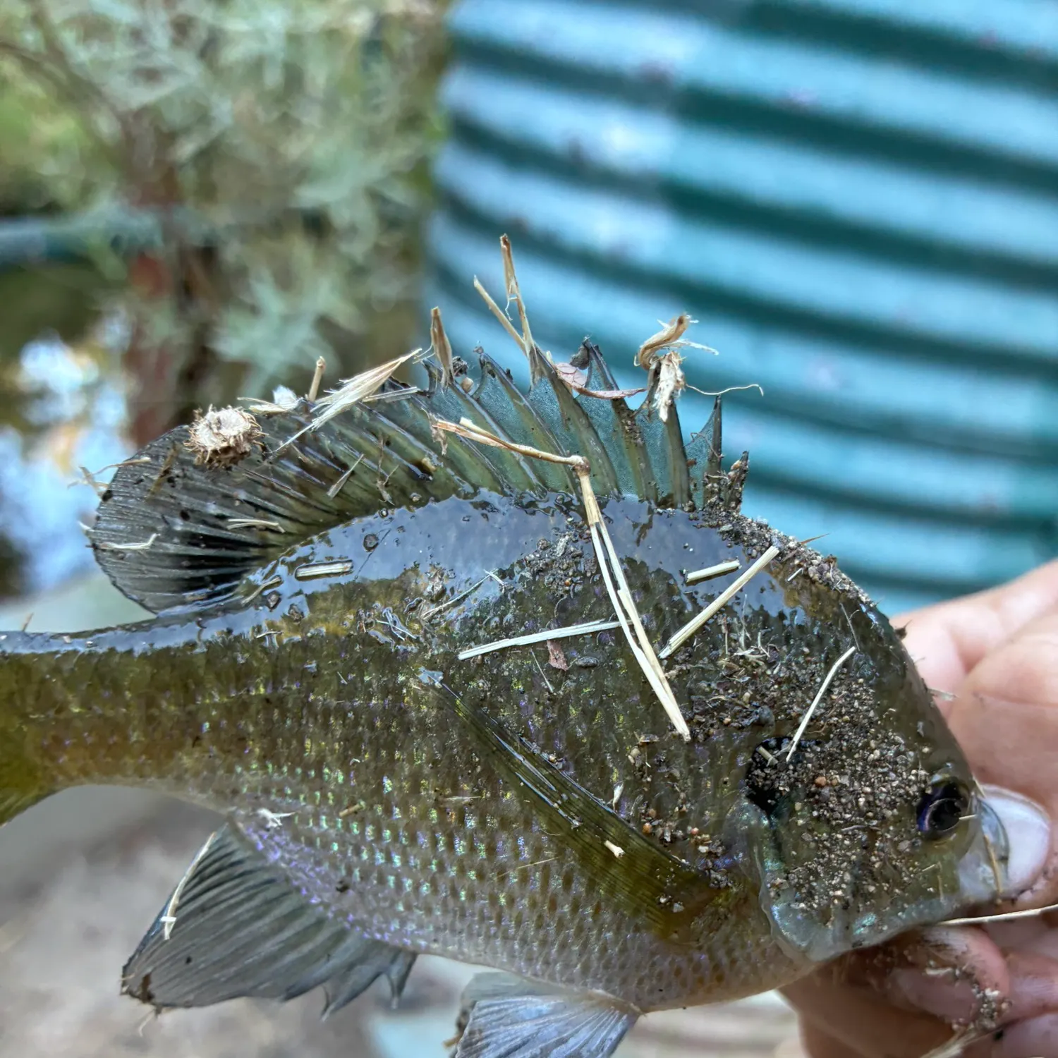 Bluegill caught on Fishbrain
