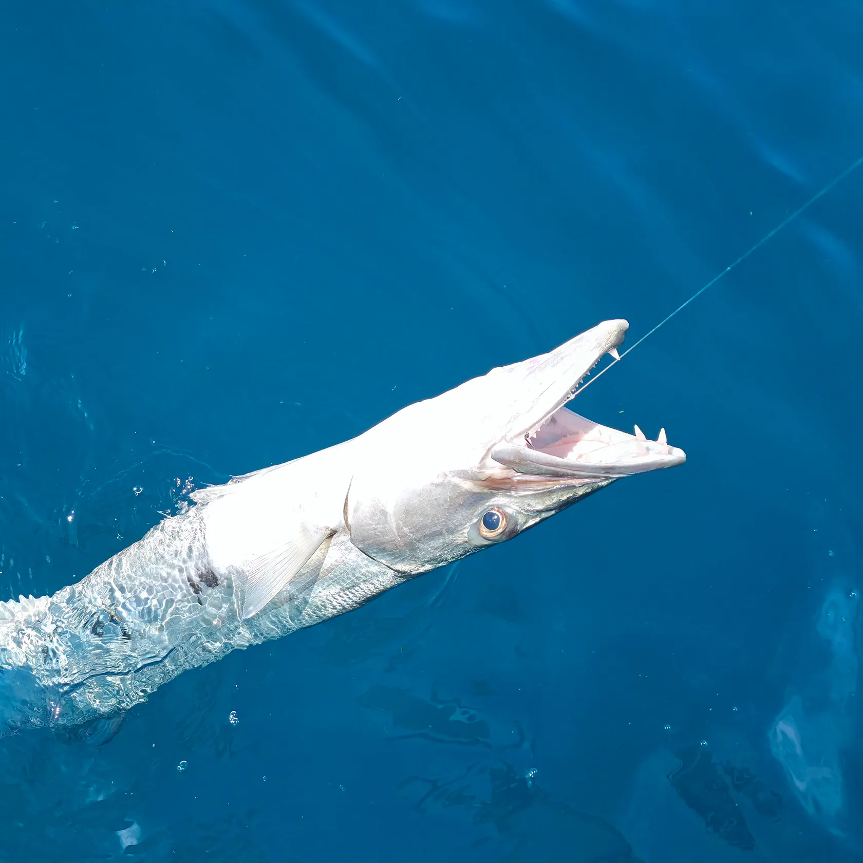 Great barracuda caught on Fishbrain