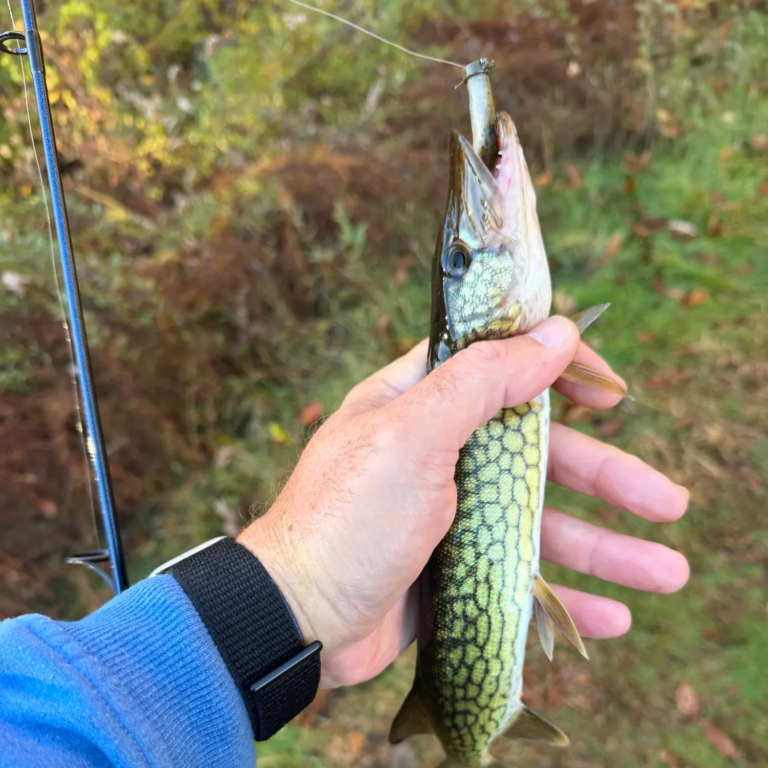 Chain pickerel caught on Fishbrain