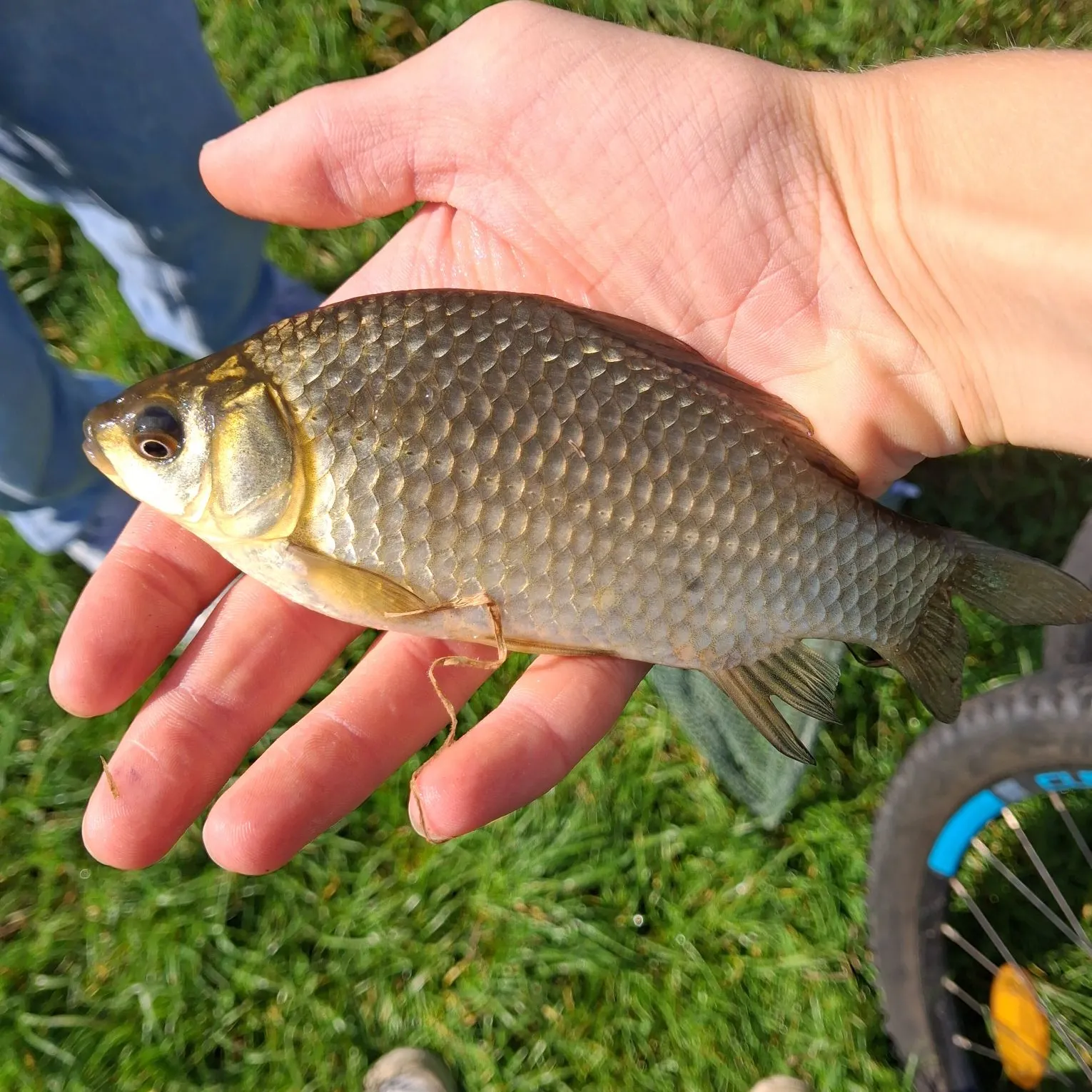 Crucian carp caught on Fishbrain