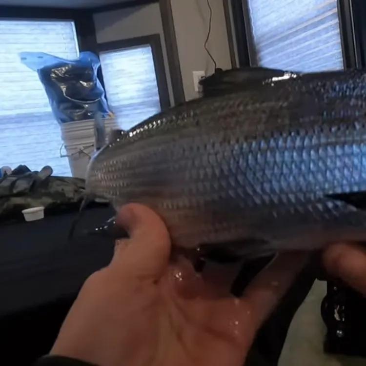The most recent Lake whitefish catches on Fishbrain